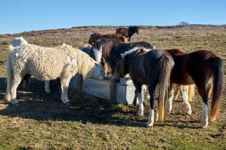 Wild horses drinkink water in the field. Close upの写真素材