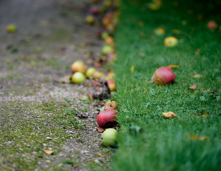 Blurred autumn background with apples on the grass and road
