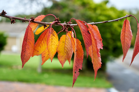 Autumn leaves background. Close up