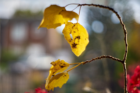 Autumn twig in a glass vase on windowsill. Selective focus. Close up.の写真素材