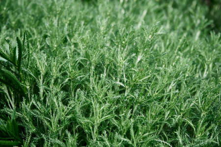 Defocused chamomile leaves background. Close up. Summerの写真素材