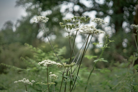Defocused blurred background with Queen Annes Lace.