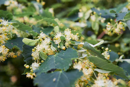 Defocused, blurred background with linden flower. Close up.の写真素材