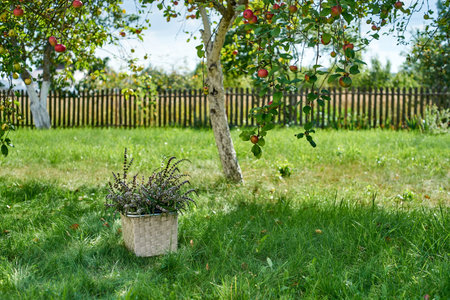 Selective focus on the basket with fresh cut peppermint in blurred summer garden.の写真素材