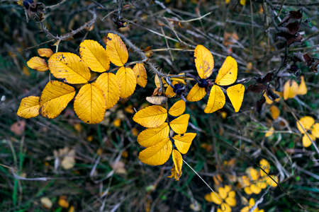 Selective focus on rosehip berries in blurred autumn background. Close upの写真素材