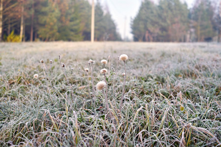 Selective focus on dandelions in first frost. Defocused blurred background with grass and trees.