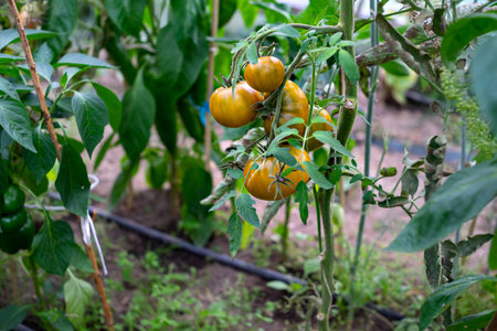 Nearly orange. Selective focus on tomatoes in greenhouse. Blurred background.