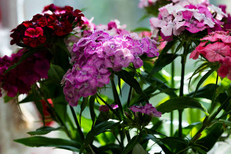 Defocused sweet williams flowers in blurred background. Close upの写真素材