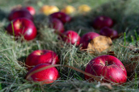 Red apples in the grass. Selective focus on apples in blurred background. Close upの写真素材