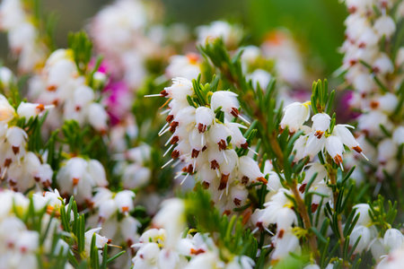 Blooming white heather
