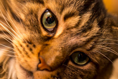 Close up of the face of a Maine Coon catの写真素材