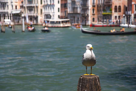 Gull on a pole in Venice, Italyの写真素材