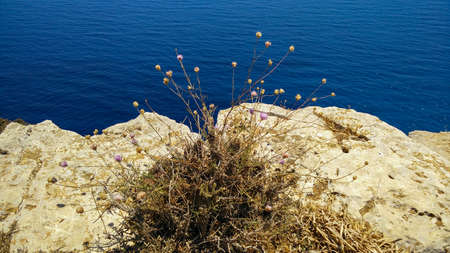 Dry thistle and cliff on the Mediterranean Sea, Lanzarote / Spainの写真素材