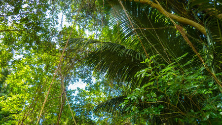 Plants in the Barbados jungle