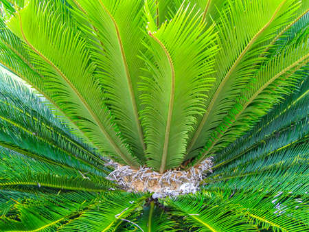 Close up of green fern leaves, Caribbeanの写真素材