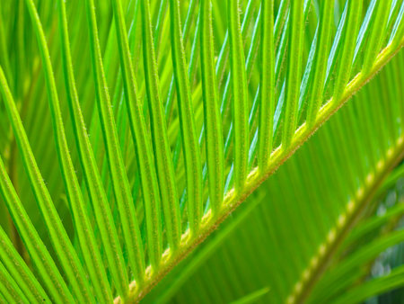 Close up of green fern leaves, Caribbean