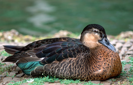 Portrait of a resting mallard
