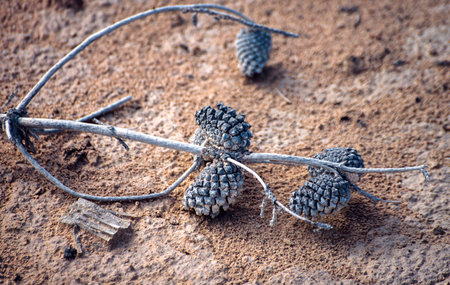 Drought, dead branches and pine conesの写真素材
