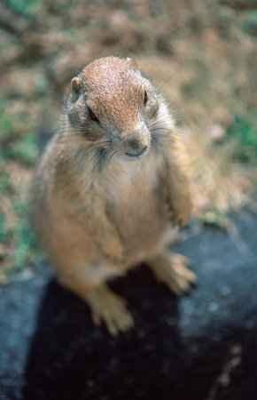 Meerkat in Custer State Park, South Dakota