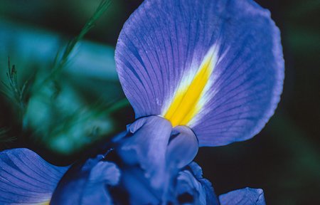 Creative shot of blue-colored petalの写真素材