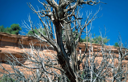 Nature, landscape in the Colorado National Monument