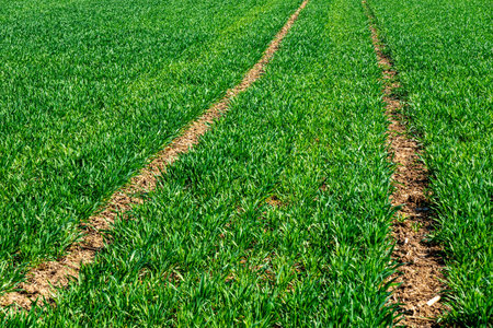 Growing grain on the wheat field