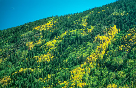 Luminous deciduous trees in the Indian summer