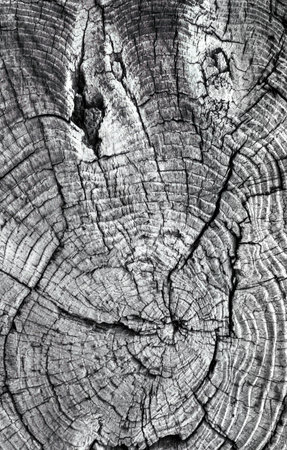 Old, dried out tree stump in cross section with annual rings