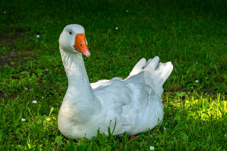 White geese grazing in a meadow