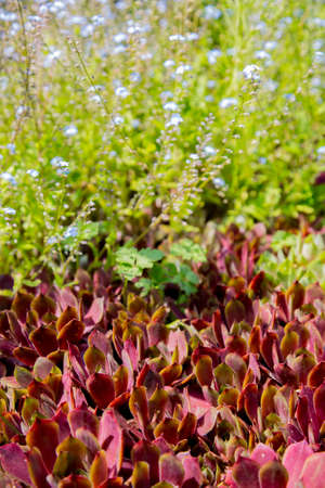Stone bed with stone root and forget-me-nots in the gardenの写真素材