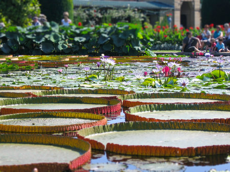 Flowering water lilies and lily pads in the pondのeditorial素材
