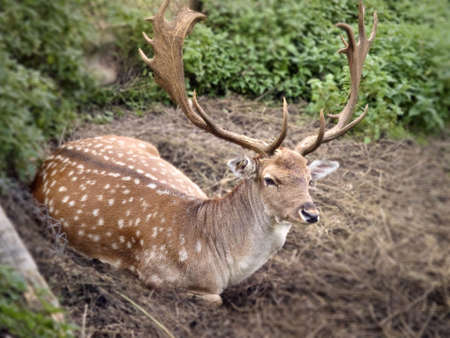 A Whitetail deer buck close-up head shot.の写真素材