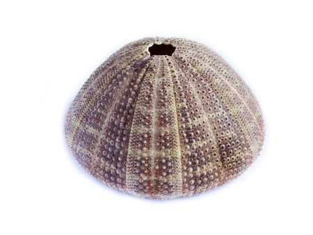 big urchin  the sea iin the white backgroundの写真素材