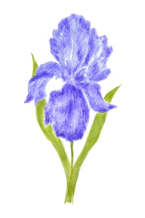 Iris Flower Watercolor Hand Painted, Isolated on Whiteの写真素材