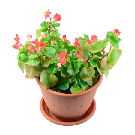 Begonia Flower in Pot, Isolated on Whiteの写真素材