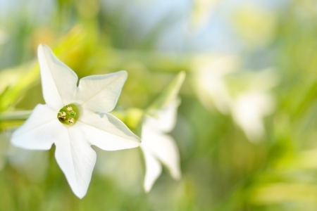 Summer Sunlight Scene: Nicotiana Alata Flowers on Garden Grass Backgroundの写真素材