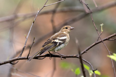 Chaffinch Fringilla coelebs on a Tree Trunk Western Siberiaの写真素材