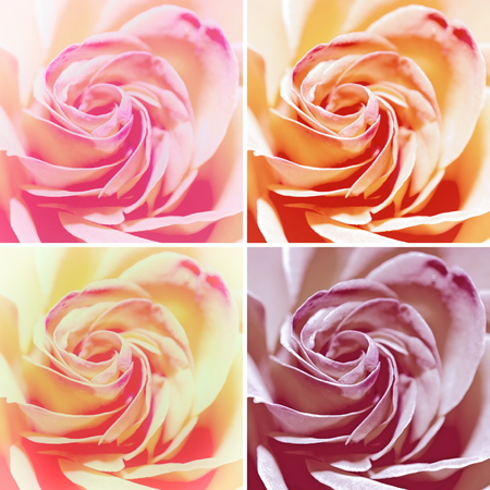 Set of Four Variants: Closeup Macro Shot of Red Rose Flowersの写真素材