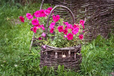Wicker Basket with Natural Petunia Flowersの写真素材