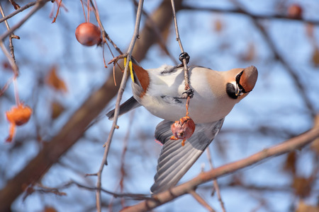 Waxwing (Bombycilla Garrulus) on a Tree Trunkの写真素材