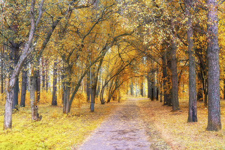 Walkway Lane Through Beautiful Fall Forest in Park as Autumn Landscapeの写真素材