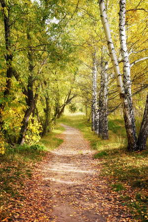 Walkway Lane Path Through Beautiful Fall Forest as Autumn Landscapeの写真素材
