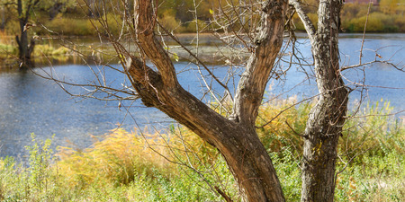 Fall Scenery: Old and Dry Tree Trunk on River Bank at Autumn Sunny Dayの写真素材