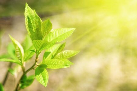 Nature View of Green Leaf on Blurred Background in Forest with Copy Spaceの写真素材