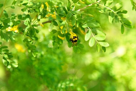 Late Spring Scenery: Acacia Tree Branch and Bee Gathering Nectar in Garden at Sunny Dayの写真素材