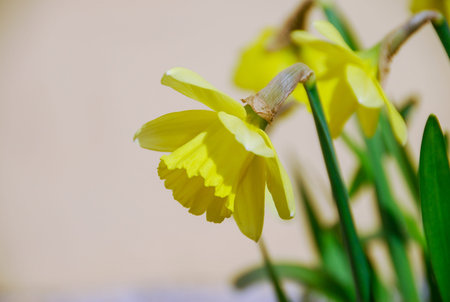 Flowering of narcissuses in a garden