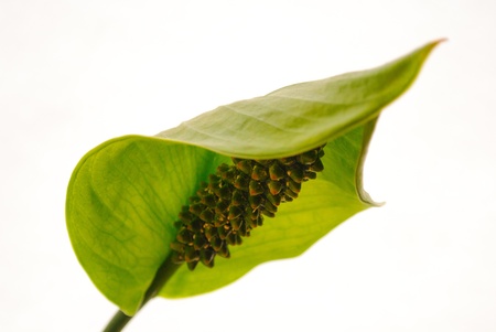 Spathiphyllum young, blossomingの写真素材