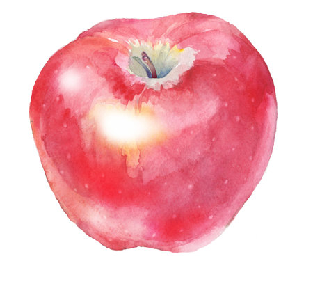 The red apple is watercolor illustration. It's on a white background.の写真素材