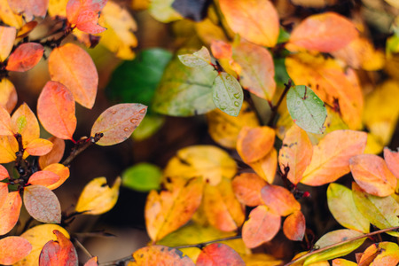 Autumnal Bush with yellow leavesの写真素材