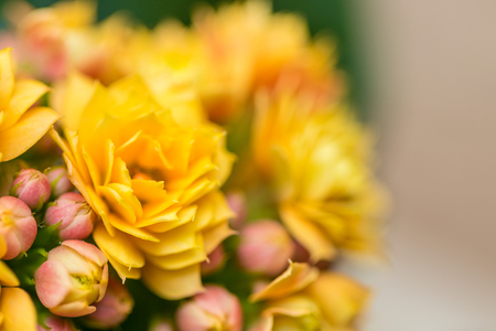 Kalanchoe blossfeldiana beautiful bushy plant with yellow flowersの写真素材